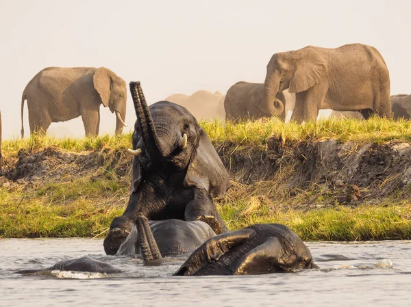 Manada Elefantes África Caminhando Pela Grama Parque Nacional Tarangire — Fotografia de Stock