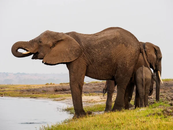 アフリカの象の群れがタランジェ国立公園の芝生を歩く — ストック写真