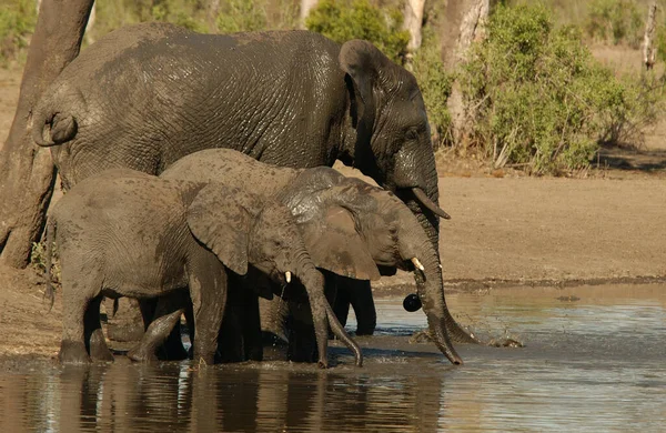 Elefantenherde Afrika Spaziert Durch Das Gras Tarangire Nationalpark — Stockfoto