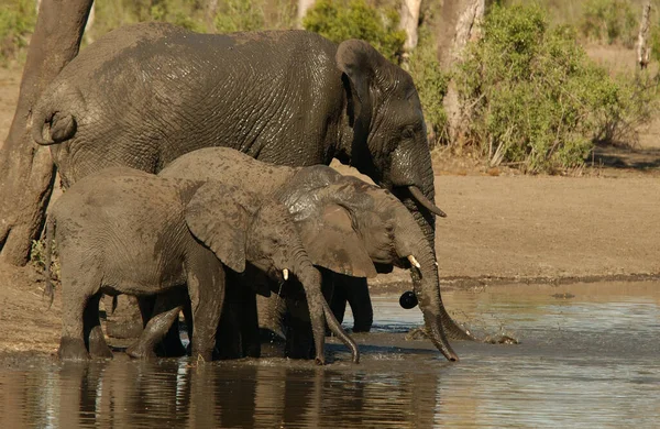 Herd Van Olifanten Afrika Loopt Door Het Gras Tarangire National — Stockfoto