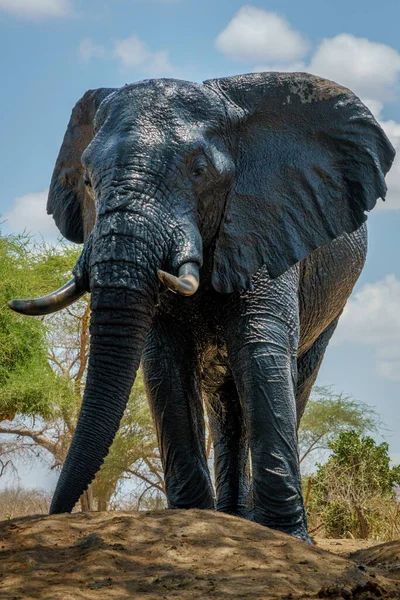 Herd Elephants Africa Walking Grass Tarangire National Park — Stock Photo, Image