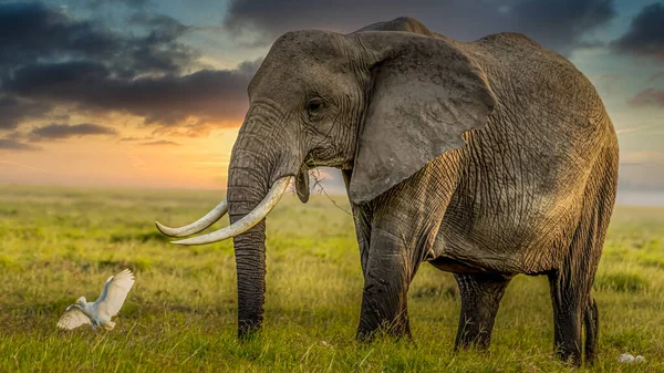 Afrika Daki Fil Sürüsü Tarangire Ulusal Parkı Ndaki Çimlerde Yürüyor — Stok fotoğraf