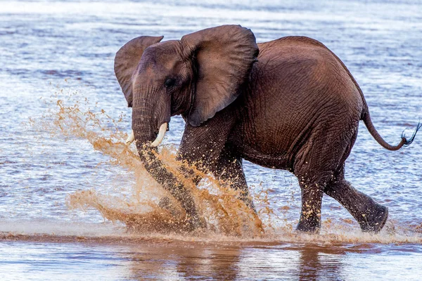 Herd Van Olifanten Afrika Loopt Door Het Gras Tarangire National — Stockfoto