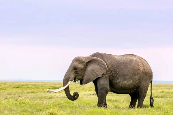 Herd Van Olifanten Afrika Loopt Door Het Gras Tarangire National — Stockfoto