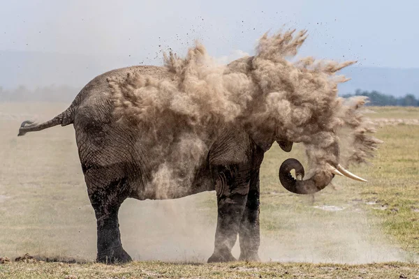 Herd Van Olifanten Afrika Loopt Door Het Gras Tarangire National — Stockfoto