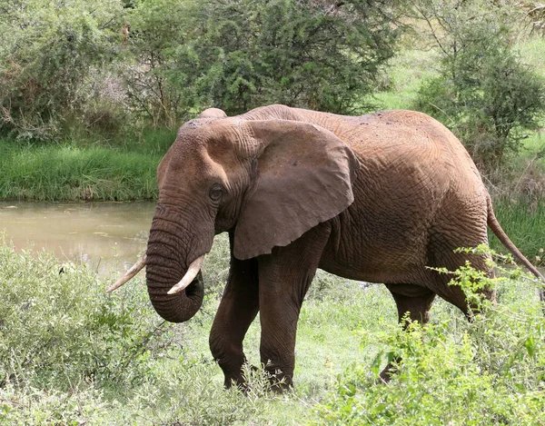 Manada Elefantes África Caminhando Pela Grama Parque Nacional Tarangire — Fotografia de Stock