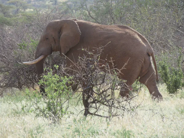 Manada Elefantes África Caminhando Pela Grama Parque Nacional Tarangire — Fotografia de Stock