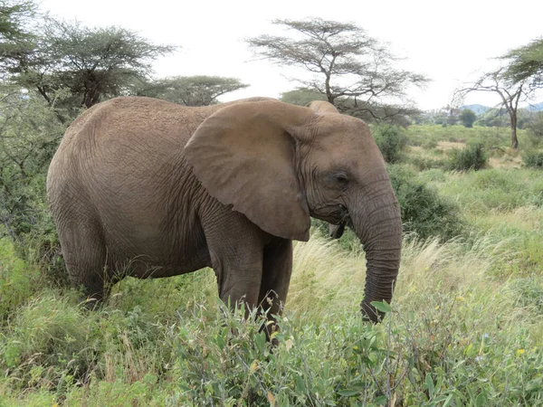 Manada Elefantes África Caminhando Pela Grama Parque Nacional Tarangire — Fotografia de Stock