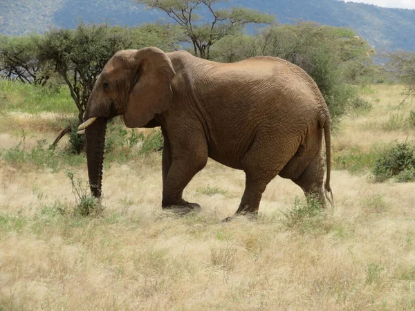 Manada Elefantes África Caminando Través Hierba Parque Nacional Tarangire — Foto de Stock