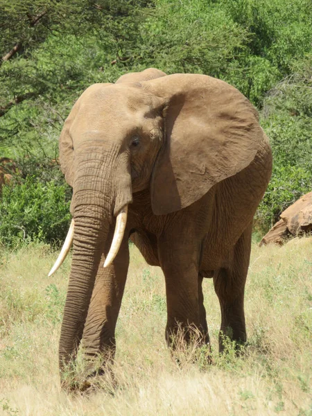 Troupeau Éléphants Afrique Marchant Travers Herbe Dans Parc National Tarangire — Photo