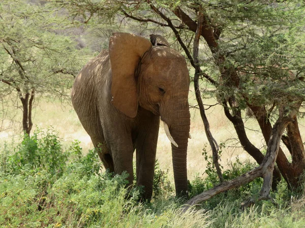 非洲大象群在塔兰热尔国家公园的草地上漫步 — 图库照片