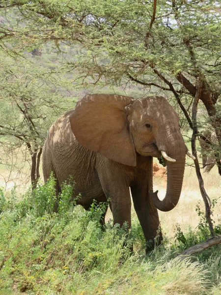 Manada Elefantes África Caminhando Pela Grama Parque Nacional Tarangire — Fotografia de Stock