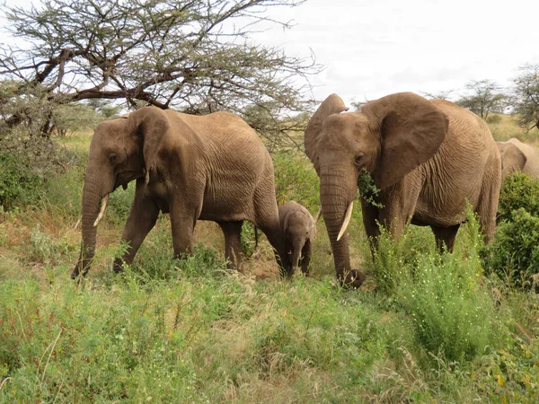 Herd Elephants Africa Walking Grass Tarangire National Park Stock Photo