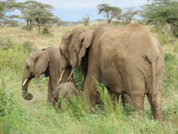 Herd Elephants Africa Walking Grass Tarangire National Park Royalty Free Stock Images