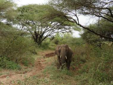 Afrika 'daki fil sürüsü Tarangire Ulusal Parkı' ndaki çimlerde yürüyor
