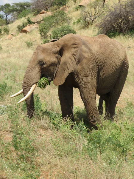 非洲大象群在塔兰热尔国家公园的草地上漫步 — 图库照片