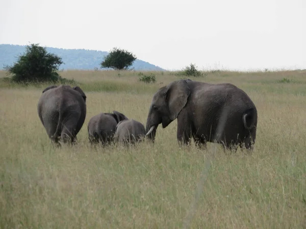 Manada Elefantes África Caminhando Pela Grama Parque Nacional Tarangire — Fotografia de Stock