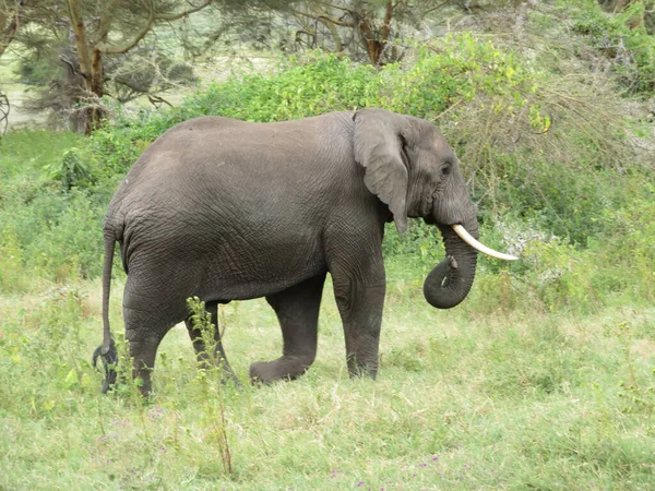 Troupeau Éléphants Afrique Marchant Travers Herbe Dans Parc National Tarangire — Photo