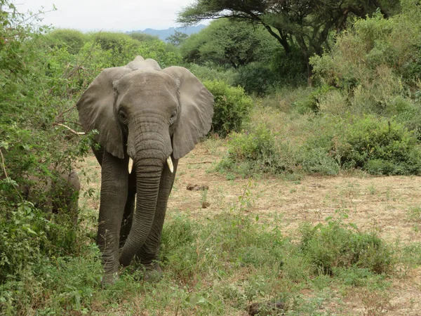 Manada Elefantes África Caminhando Pela Grama Parque Nacional Tarangire — Fotografia de Stock