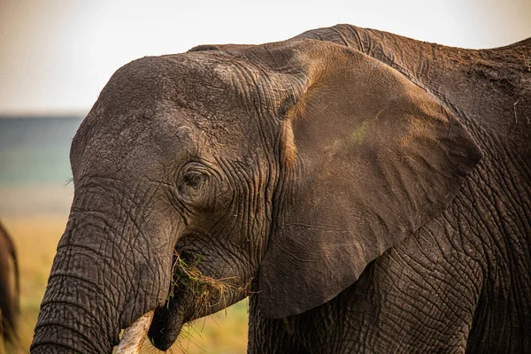 Стадо Слонов Африке Прогуливается Траве Национальном Парке Тарангире — стоковое фото