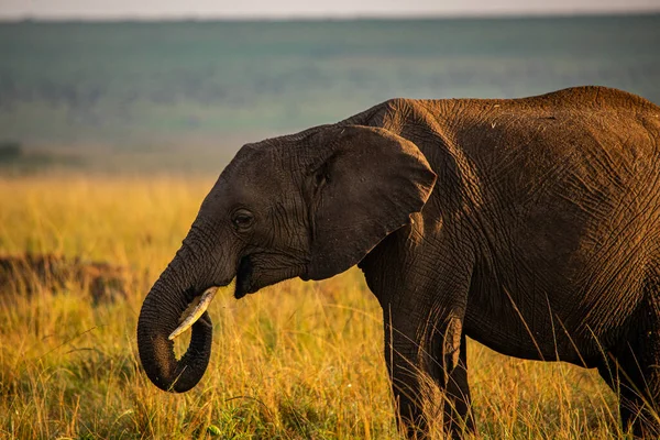 Hjord Elefanter Afrika Vandrar Genom Gräset Tarangire Nationalpark — Stockfoto