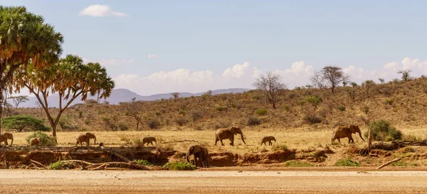 Herd Elephants Africa Walking Grass Tarangire National Park — Stock Photo, Image