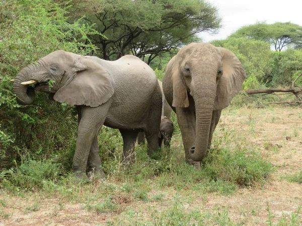 Herd Elephants Africa Walking Grass Tarangire National Park Stock Photo