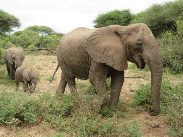 Herd Elephants Africa Walking Grass Tarangire National Park Stock Image
