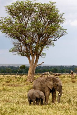 Afrika 'daki fil sürüsü Tarangire Ulusal Parkı' ndaki çimlerde yürüyor