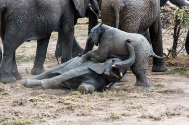 Afrika 'daki fil sürüsü Tarangire Ulusal Parkı' ndaki çimlerde yürüyor
