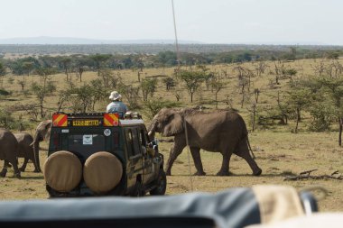 Afrika 'daki fil sürüsü Tarangire Ulusal Parkı' ndaki çimlerde yürüyor