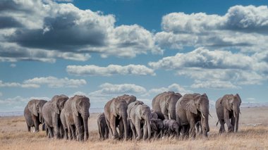 Afrika 'daki fil sürüsü Tarangire Ulusal Parkı' ndaki çimlerde yürüyor