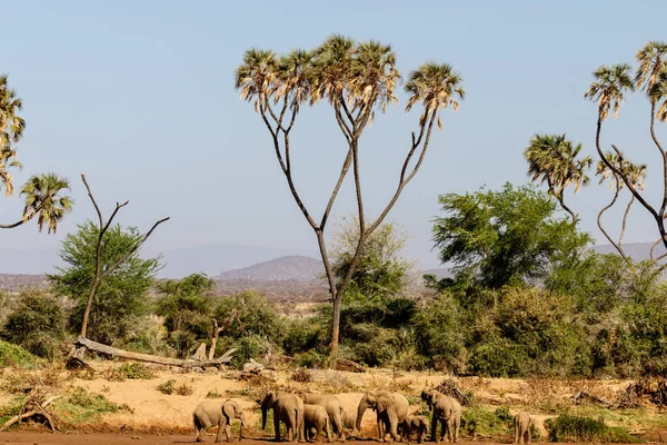 Manada Elefantes África Caminando Través Hierba Parque Nacional Tarangire — Foto de Stock