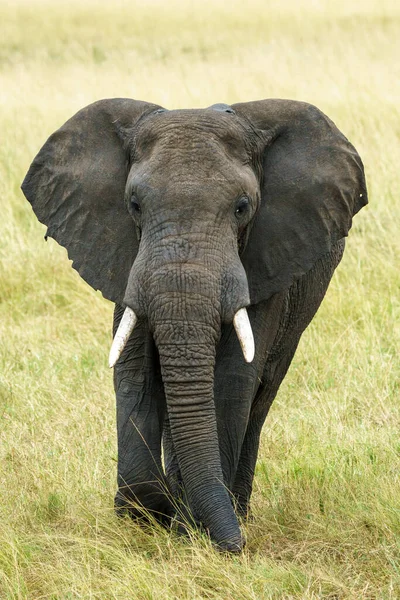 Herd Van Olifanten Afrika Loopt Door Het Gras Tarangire National — Stockfoto