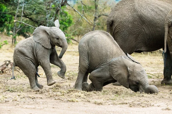 Manada Elefantes África Caminando Través Hierba Parque Nacional Tarangire — Foto de Stock