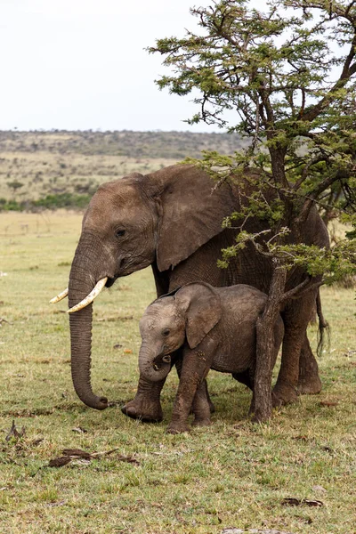 Stado Słoni Afryce Spacerujące Trawie Parku Narodowym Tarangire — Zdjęcie stockowe