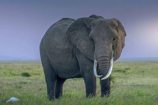 Herd Van Olifanten Afrika Loopt Door Het Gras Tarangire National — Stockfoto