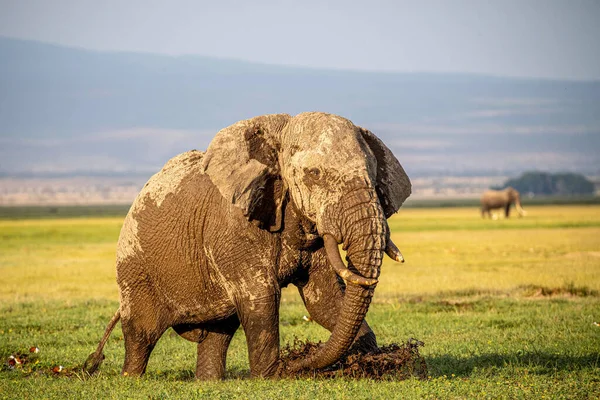 Elefantenherde Afrika Spaziert Durch Das Gras Tarangire Nationalpark — Stockfoto