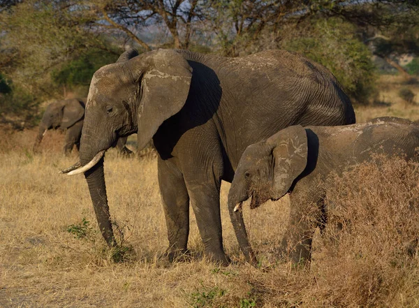 Herd Van Olifanten Afrika Loopt Door Het Gras Tarangire National — Stockfoto