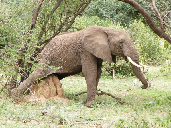 Manada Elefantes África Caminando Través Hierba Parque Nacional Tarangire —  Fotos de Stock