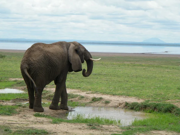 Стадо Слонов Африке Прогуливается Траве Национальном Парке Тарангире — стоковое фото