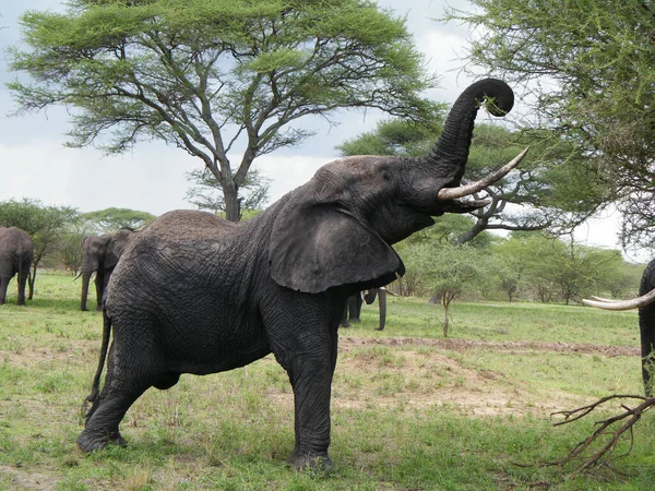 Manada Elefantes África Caminhando Pela Grama Parque Nacional Tarangire — Fotografia de Stock