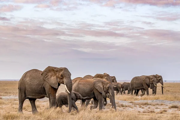 Afrika 'daki fil sürüsü Tarangire Ulusal Parkı' ndaki çimlerde yürüyor