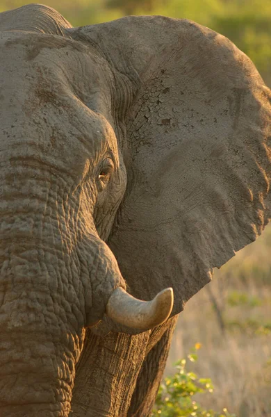 Herd Van Olifanten Afrika Loopt Door Het Gras Tarangire National — Stockfoto