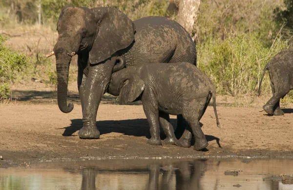 Herd Elephants Africa Περπατώντας Μέσα Από Γρασίδι Στο Εθνικό Πάρκο — Φωτογραφία Αρχείου