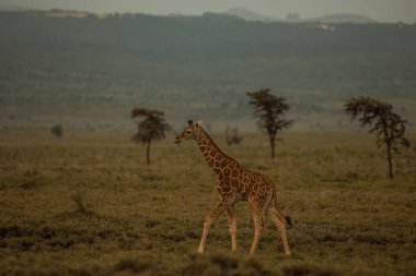 Kenya 'daki çayırlarda yürüyen zürafa.