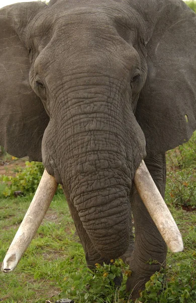 Troupeau Éléphants Afrique Marchant Travers Herbe Dans Parc National Tarangire — Photo