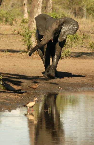 Manada Elefantes África Caminando Través Hierba Parque Nacional Tarangire — Foto de Stock