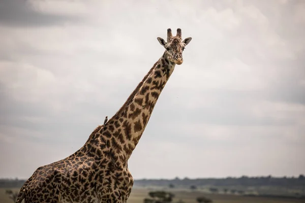 Giraffe Loopt Door Graslanden Kenia — Stockfoto
