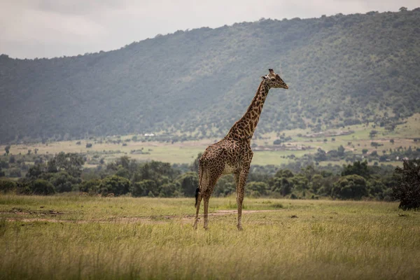 Zsiráf Sétál Kenyai Füves Területeken — Stock Fotó